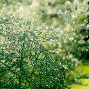 Leichtigkeit Aura Healing Klarheit